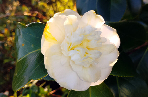 Camelia blanc